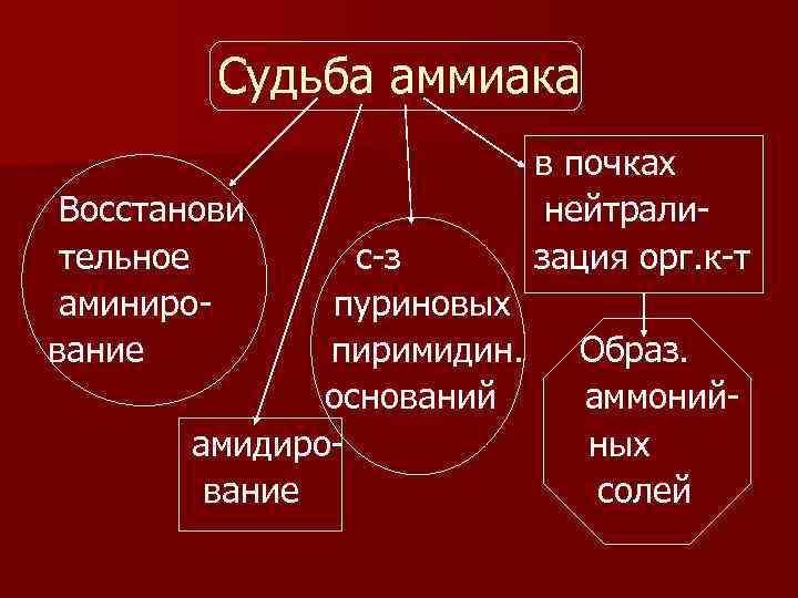 Судьба аммиака Восстанови тельное аминирование с-з пуриновых пиримидин. оснований амидирование в почках нейтрализация орг.