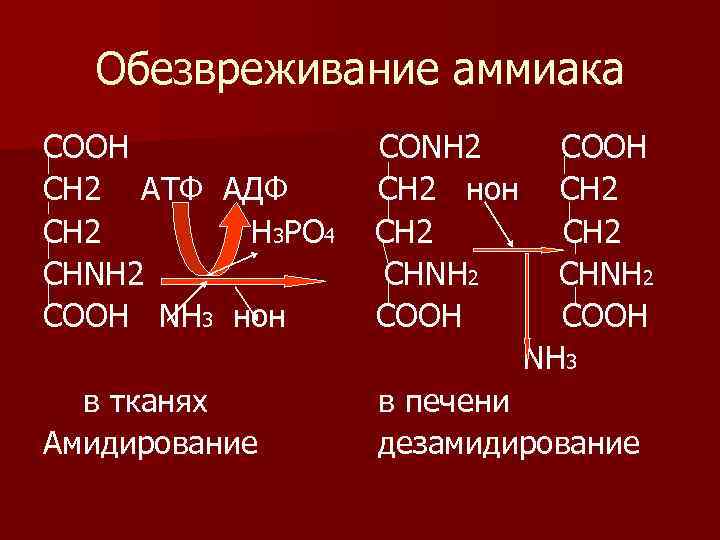 Обезвреживание аммиака СООН СН 2 АТФ АДФ СН 2 Н 3 РО 4 СНΝН