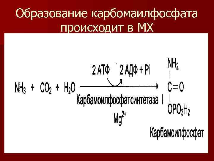 Образование карбомаилфосфата происходит в МХ 