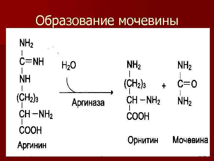 Бета аланин и креатин схема приема