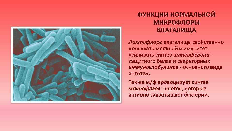 ФУНКЦИИ НОРМАЛЬНОЙ МИКРОФЛОРЫ ВЛАГАЛИЩА Лактофлоре влагалища свойственно повышать местный иммунитет: усиливать синтез интерфероназащитного белка