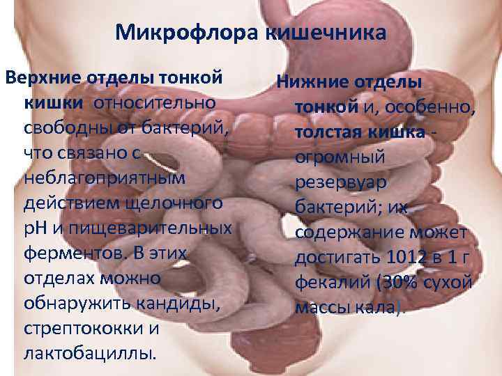 Микрофлора кишечника Верхние отделы тонкой кишки относительно свободны от бактерий, что связано с неблагоприятным