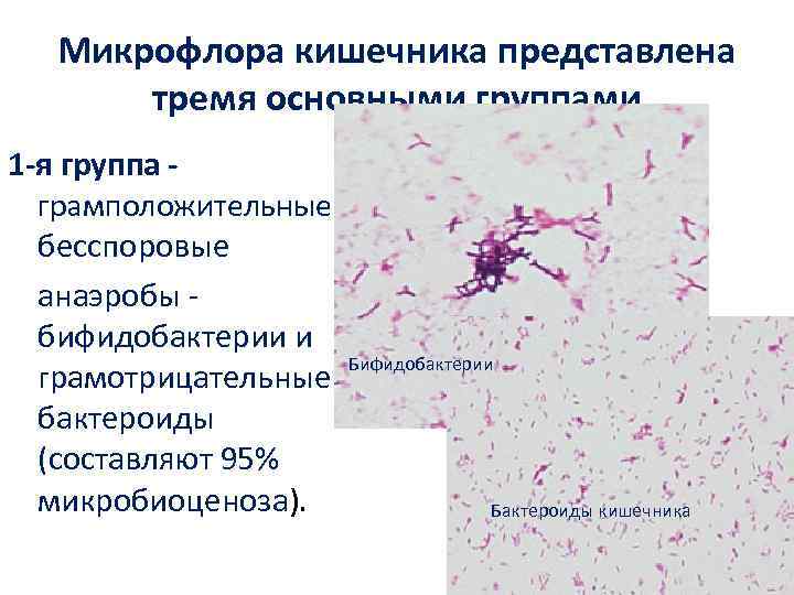 Микрофлора кишечника представлена тремя основными группами 1 -я группа - грамположительные бесспоровые анаэробы -