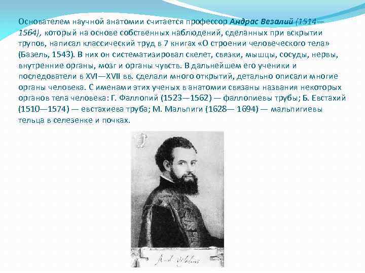 Считать родоначальником. Основоположник научной анатомии. Везалий основоположник научной анатомии. Открытия в анатомии. История развития анатомии и физиологии человека.