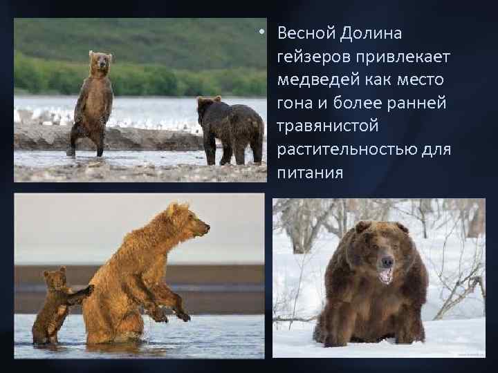  • Весной Долина гейзеров привлекает медведей как место гона и более ранней травянистой