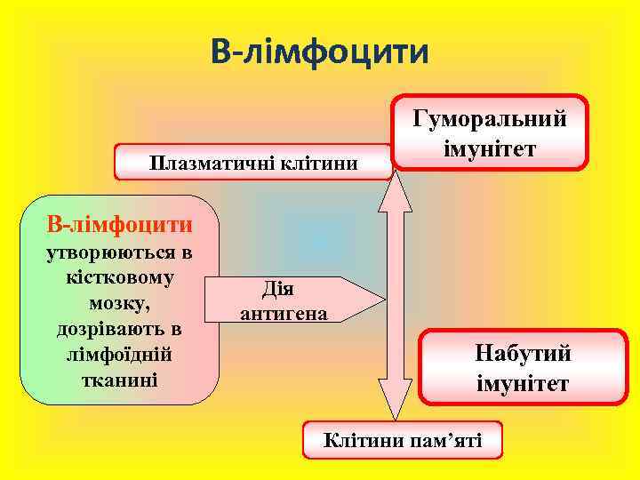 В-лімфоцити Плазматичні клітини Гуморальний імунітет В-лімфоцити утворюються в кістковому мозку, дозрівають в лімфоїдній тканині