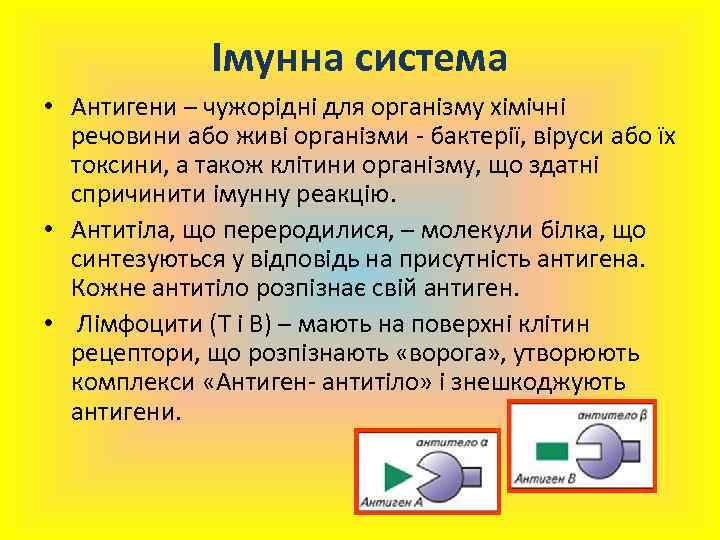 Імунна система • Антигени – чужорідні для організму хімічні речовини або живі організми -