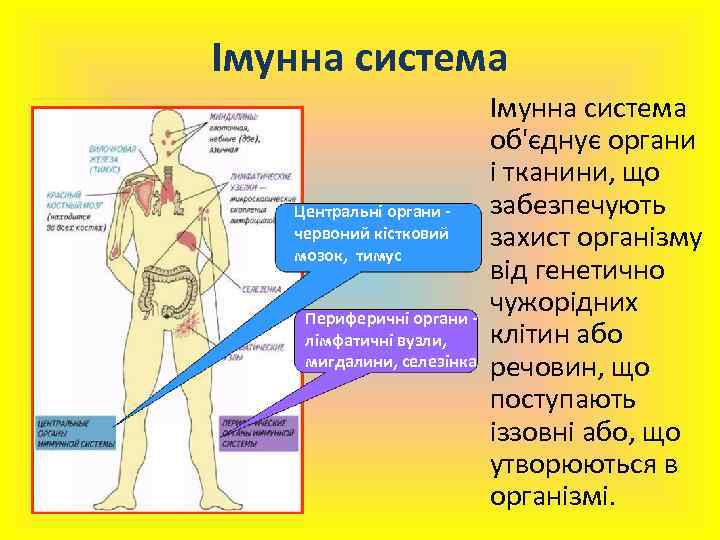 Імунна система Центральні органи червоний кістковий мозок, тимус Периферичні органи лімфатичні вузли, мигдалини, селезінка