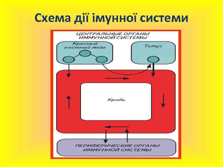 Схема дії імунної системи 