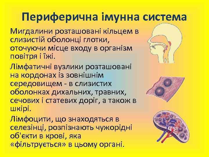 Периферична імунна система Мигдалини розташовані кільцем в слизистій оболонці глотки, оточуючи місце входу в