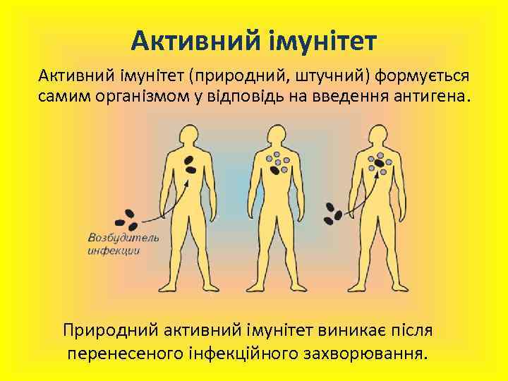 Активний імунітет (природний, штучний) формується самим організмом у відповідь на введення антигена. Природний активний