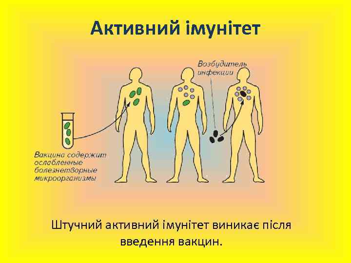 Активний імунітет Штучний активний імунітет виникає після введення вакцин. 