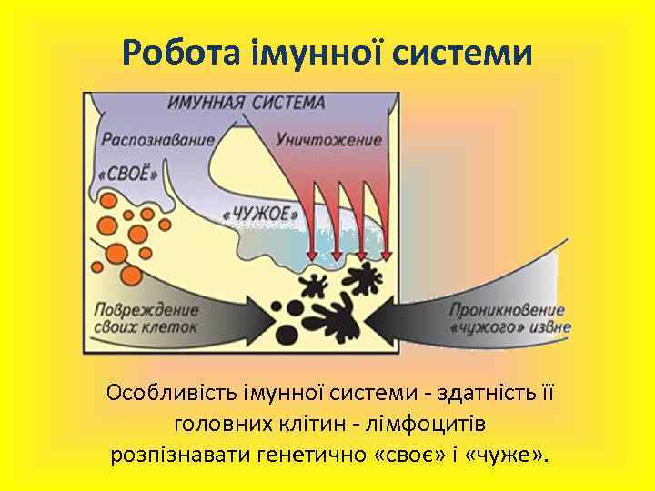 Робота імунної системи Особливість імунної системи - здатність її головних клітин - лімфоцитів розпізнавати