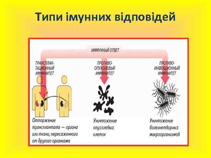 Типи імунних відповідей 