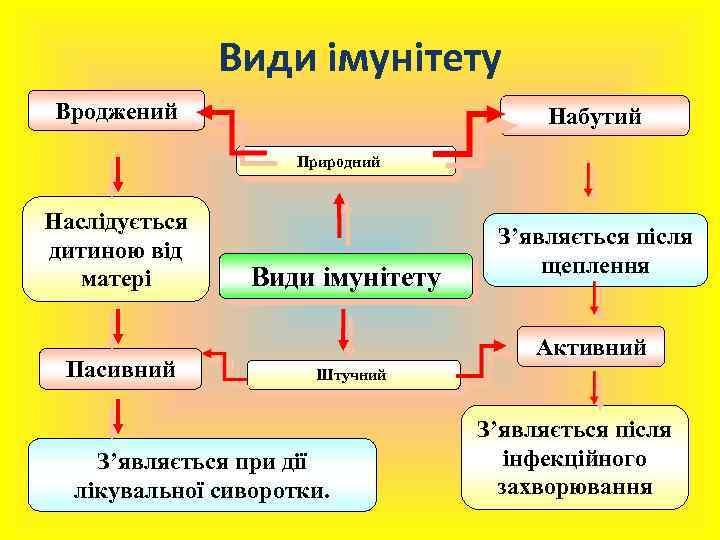 Види імунітету Вроджений Набутий Природний Наслідується дитиною від матері Пасивний Види імунітету З’являється після