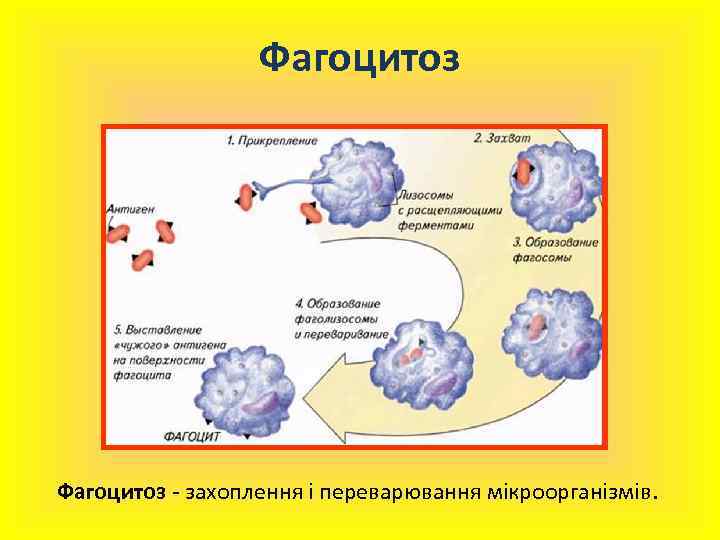 Фагоцитоз - захоплення і переварювання мікроорганізмів. 