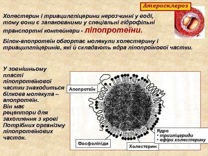 Атеросклероз Холестерин і триацилгліцерини нерозчинні у воді, тому вони є запакованими у спеціальні гідрофільні
