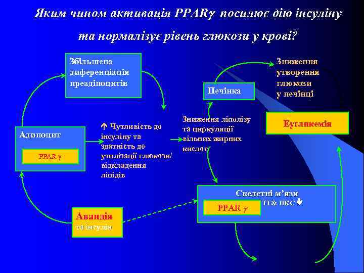 Яким чином активація PPAR посилює дію інсуліну та нормалізує рівень глюкози у крові? Збільшена