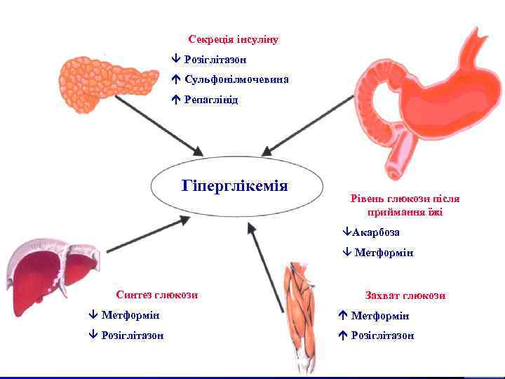 Секреція інсуліну Розіглітазон Сульфонілмочевина Репаглінід Гіперглікемія Рівень глюкози після приймання їжі âАкарбоза â Метформін