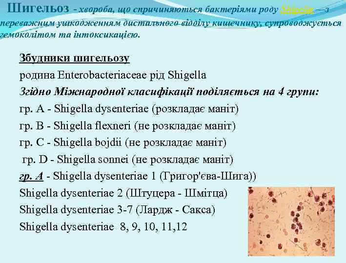 Шигельоз - хвороба, що спричиняються бактеріями роду Shigella —з переважним ушкодженням дистального відділу кишечнику,