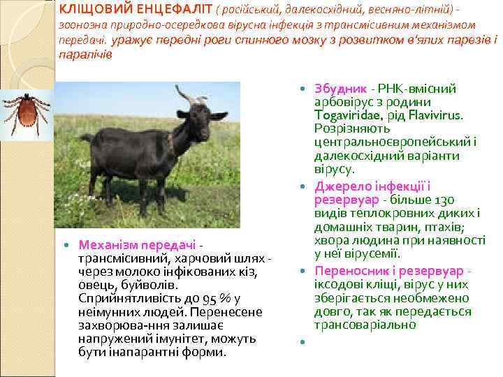 КЛІЩОВИЙ ЕНЦЕФАЛІТ ( російський, далекосхідний, весняно-літній) - зоонозна природно-осередкова вірусна інфекція з трансмісивним механізмом