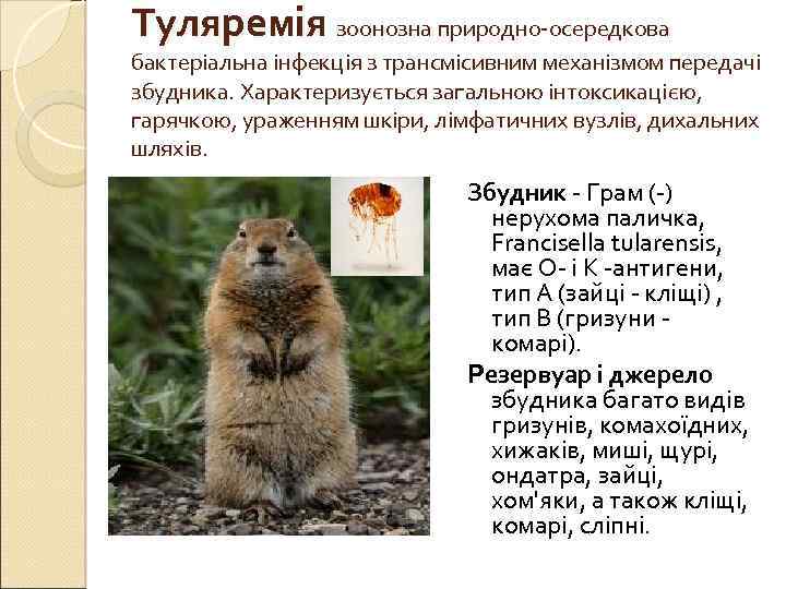 Туляремія зоонозна природно-осередкова бактеріальна інфекція з трансмісивним механізмом передачі збудника. Характеризується загальною інтоксикацією, гарячкою,