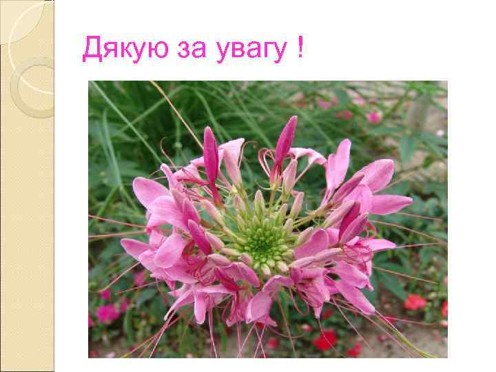 Дякую за увагу ! 