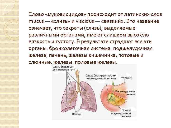 Слово «муковисцидоз» происходит от латинских слов mucus — «слизь» и viscidus — «вязкий» .