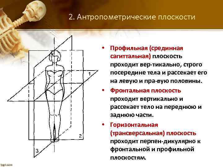 Вертикально поперечная ось. Фронтальная и сагиттальная плоскость. Сагиттальная плоскость позвоночника. Сагиттальная фронтальная горизонтальная. Понятие антропометрия.