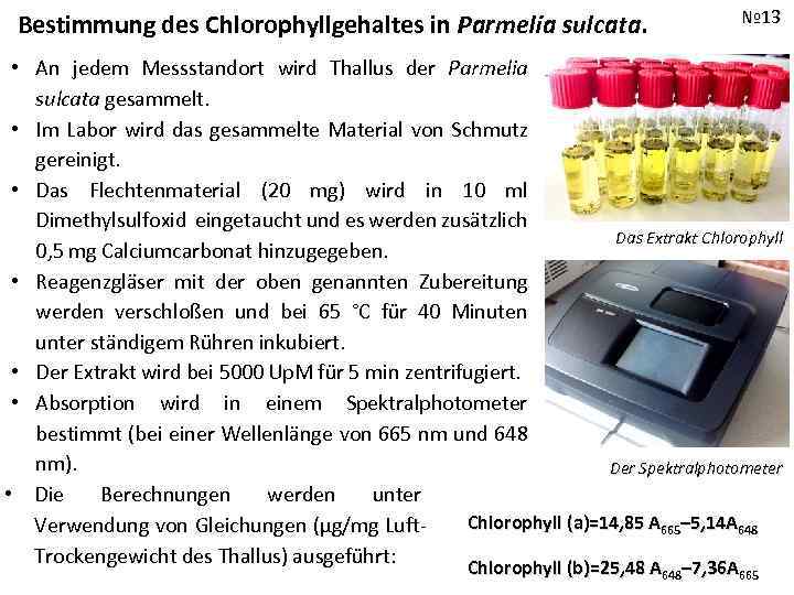 Bestimmung des Chlorophyllgehaltes in Parmelia sulcata. № 13 • An jedem Messstandort wird Thallus