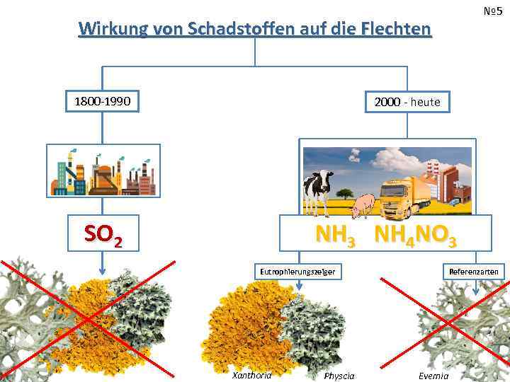 № 5 Wirkung von Schadstoffen auf die Flechten 1800 -1990 2000 - heute SO