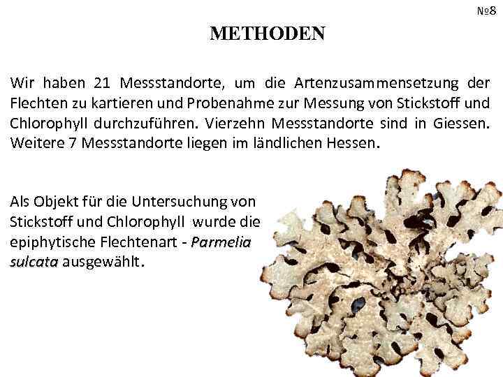 № 8 METHODEN Wir haben 21 Messstandorte, um die Artenzusammensetzung der Flechten zu kartieren