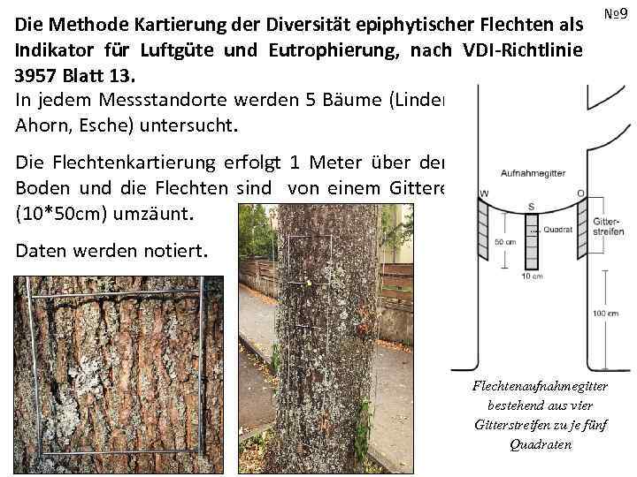Die Methode Kartierung der Diversität epiphytischer Flechten als Indikator für Luftgüte und Eutrophierung, nach
