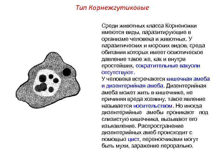 Тип Корнежгутиковые Среди животных класса Корненожки имеются виды, паразитирующие в организме человека и животных.