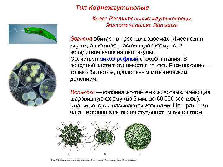 Тип Корнежгутиковые Класс Растительные жгутиконосцы. Эвглена зеленая. Вольвокс. Эвглена обитает в пресных водоемах. Имеет