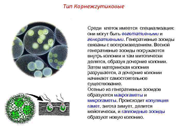 Тип Корнежгутиковые Среди клеток имеется специализация: они могут быть вегетативными и генеративными. Генеративные зооиды