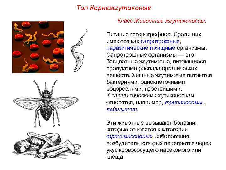 Тип Корнежгутиковые Класс Животные жгутиконосцы. Питание гетеротрофное. Среди них имеются как сапротрофные, паразитические и