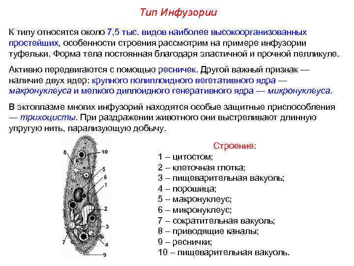 Тип Инфузории К типу относятся около 7, 5 тыс. видов наиболее высокоорганизованных простейших, особенности