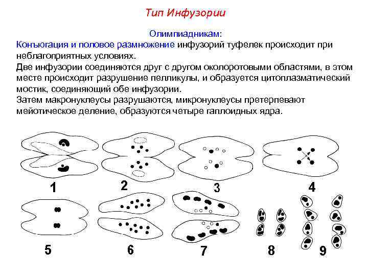Тип Инфузории Олимпиадникам: Конъюгация и половое размножение инфузорий туфелек происходит при неблагоприятных условиях. Две