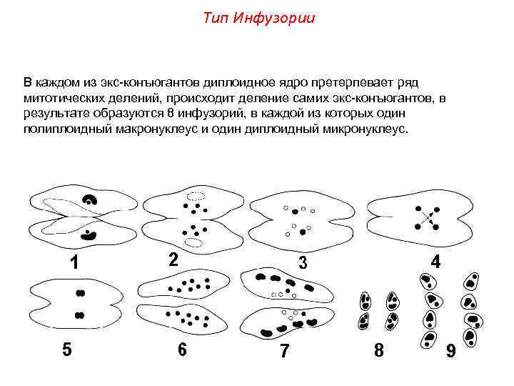 Тип Инфузории В каждом из экс-конъюгантов диплоидное ядро претерпевает ряд митотических делений, происходит деление