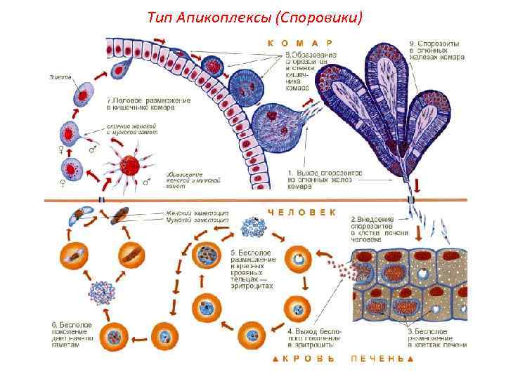 Тип Апикоплексы (Споровики) 