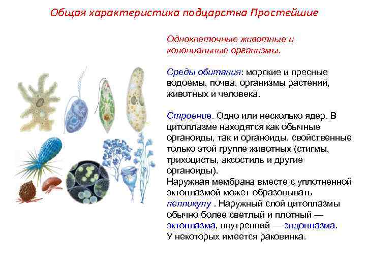 Общая характеристика подцарства Простейшие Одноклеточные животные и колониальные организмы. Среды обитания: морские и пресные