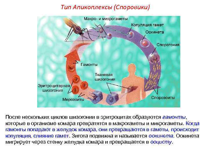 Тип Апикоплексы (Споровики) После нескольких циклов шизогонии в эритроцитах образуются гамонты, которые в организме