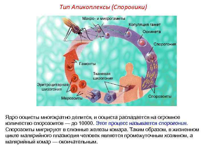 Тип Апикоплексы (Споровики) Ядро ооцисты многократно делится, и ооциста распадается на огромное количество спорозоитов