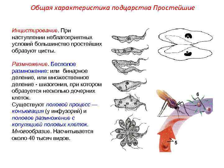 Общая характеристика подцарства Простейшие Инцистирование. При наступлении неблагоприятных условий большинство простейших образуют цисты. Размножение.