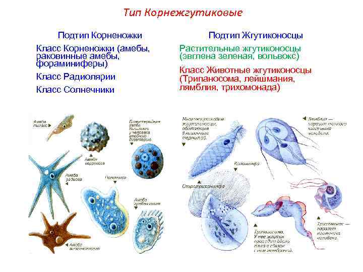 Тип Корнежгутиковые Подтип Корненожки Класс Корненожки (амебы, раковинные амебы, фораминиферы) Класс Радиолярии Класс Солнечники