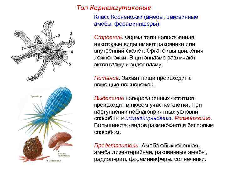 Тип Корнежгутиковые Класс Корненожки (амебы, раковинные амебы, фораминиферы) Строение. Форма тела непостоянная, некоторые виды