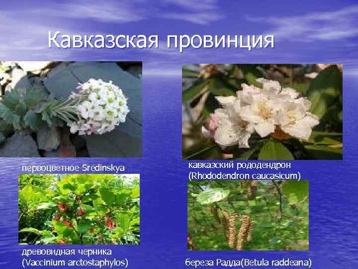Кавказская провинция первоцветное Sredinskya древовидная черника (Vaccinium arctostaphylos) кавказский рододендрон (Rhododendron caucasicum) береза Радда(Betula