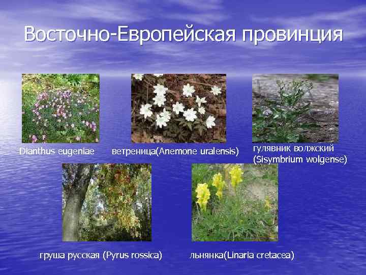 Восточно-Европейская провинция Dianthus eugeniae ветреница(Anemone uralensis) груша русская (Pyrus rossica) гулявник волжский (Sisymbrium wolgense)