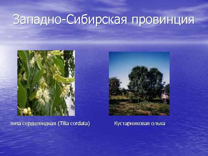 Западно-Сибирская провинция липа сердцевидная (Tilia cordata) Кустарниковая ольха 